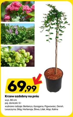 Krzew ozdobny na pniu promocja w Bricomarche