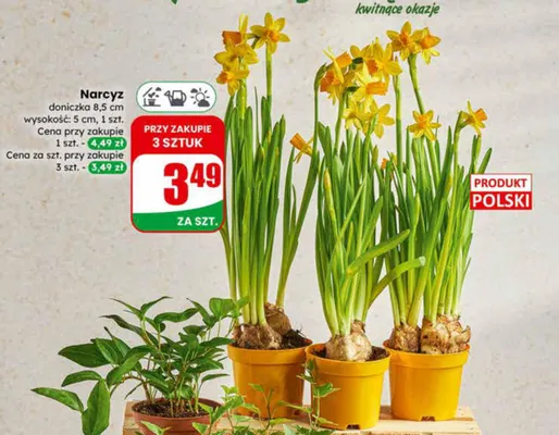 Narcyz promocja w Dino