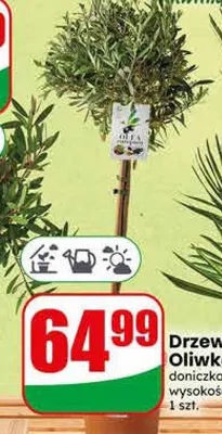 Drzewko Oliwka promocja w Dino
