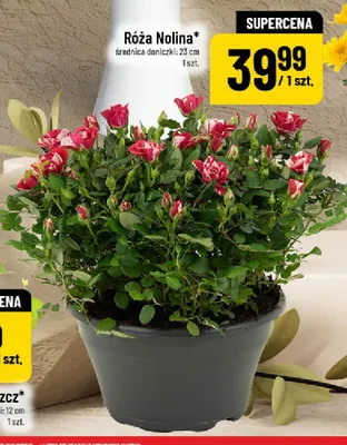 Róża Nolina promocja w POLOmarket