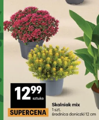 Skalniak mix promocja w Delikatesy Centrum