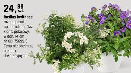 Rośliny kwitnące różne gatunki, np.: heliotrop, ślaz, klonik pokojowy promocja w OBI