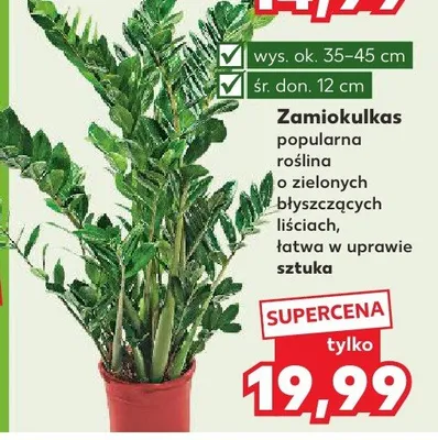 Zamiokulkas popularna roślina o zielonych błyszczących liściach łatwa w uprawie sztuka promocja w Kaufland
