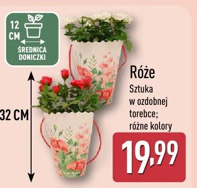 Róże w ozdobnej torebce różne kolory promocja w Aldi