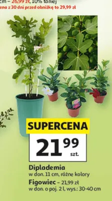 Rośliny promocja w Auchan