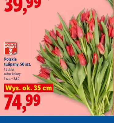 Polskie tulipany wys. ok. 35cm promocja w Lidl
