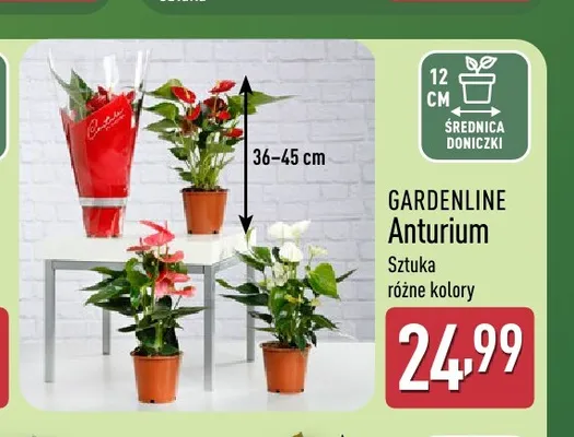Anturium Gardenline promocja w Aldi
