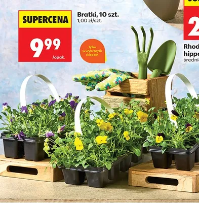 Bratki promocja w Biedronka