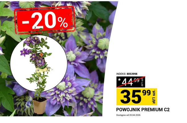 Powojnik premium C2 promocja w Merkury Market