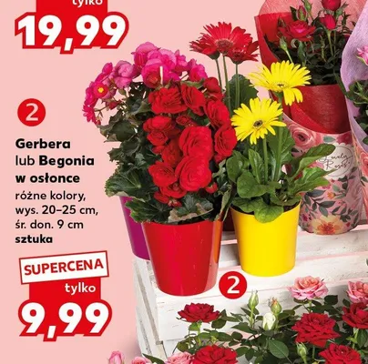 Gerbera lub Begonia w osłonce promocja w Kaufland