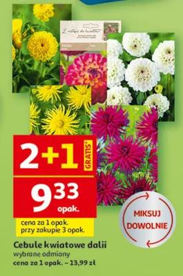 Cebulki kwiatowe dalii promocja w Auchan