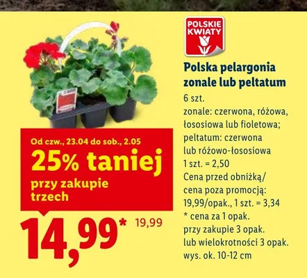 Polska pelargonia peltatum różowo-łososiowa promocja w Lidl
