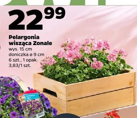 Pelargonia wisząca Zonale promocja w Netto