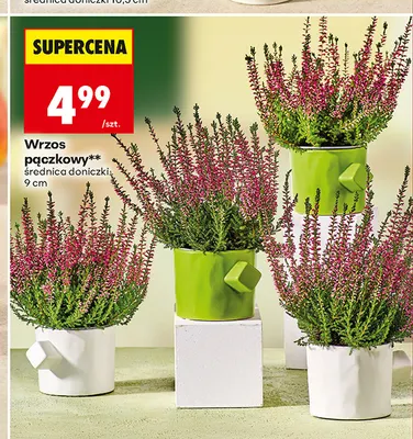 Wrzos pączkowy promocja w Biedronka