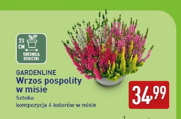 Wrzos pospolity w misie Gardenline promocja w Aldi