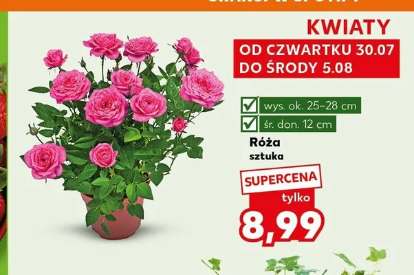 Róża promocja w Kaufland