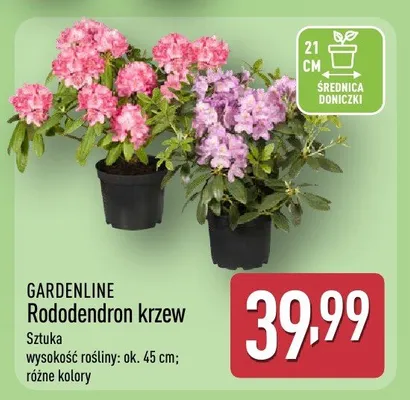 Rododendron krzew promocja w Aldi