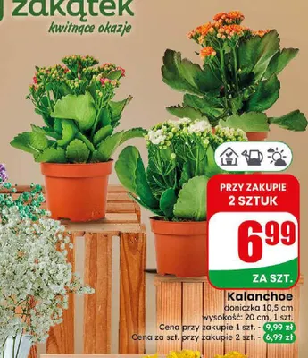 Kalanchoe promocja w Dino