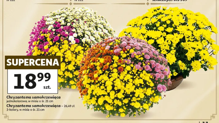 Chryzantema samokrzewiąca 3-kolory w misie o śr. 21 cm promocja w Auchan