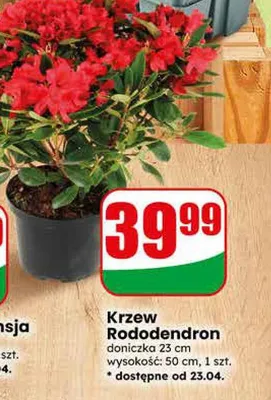 Krzew Rododendron promocja w Dino