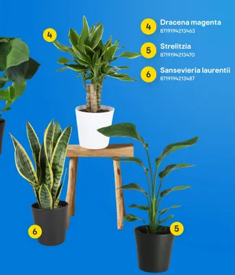 Roślina doniczkowa Sansevieria laurentii promocja w Castorama