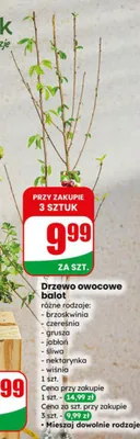 Drzewo owocowe balot różne rodzaje promocja w Dino