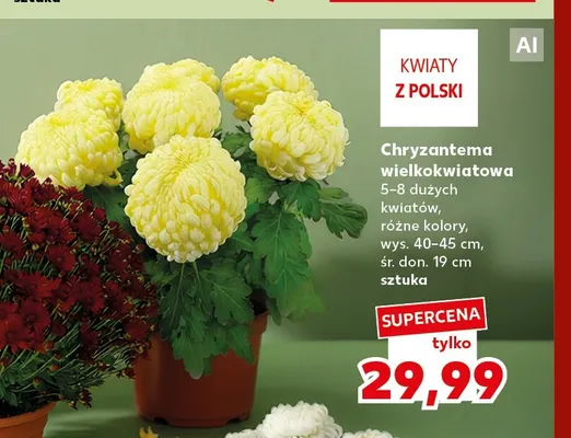 Chryzantema wielkokwiatowa promocja w Kaufland