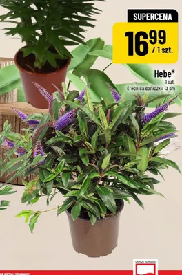 Hebe promocja w POLOmarket
