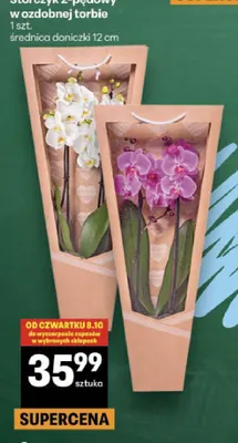 Storczyk 2-pędowy w ozdobnej torbie promocja w Delikatesy Centrum