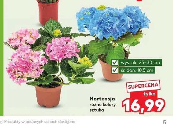 Hortensja promocja w Kaufland