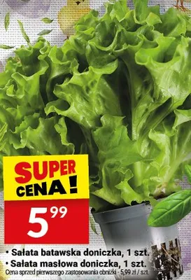 Sałata masłowa doniczka promocja w Twój Market