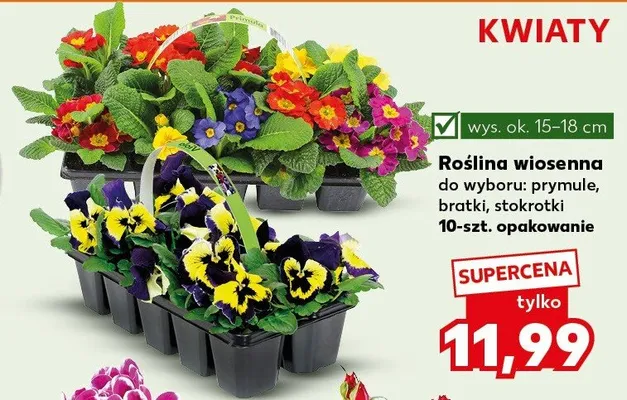 Roślina wiosenna do wyboru: primule, bratki, stokrotki 10-szt. opakowanie promocja w Kaufland