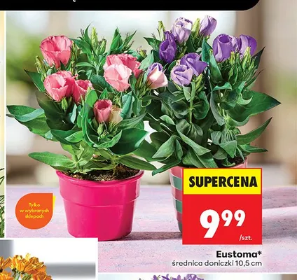 Eustoma promocja w Biedronka