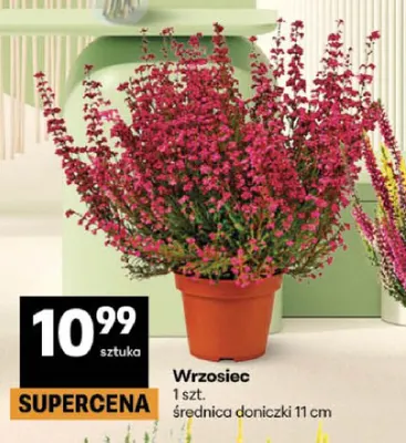 Wrzosiec promocja w Delikatesy Centrum