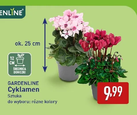 Cyklamen Gardenline promocja w Aldi