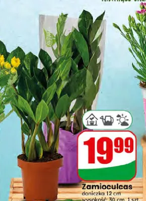 Zamioculcas doniczka 12 cm promocja w Dino