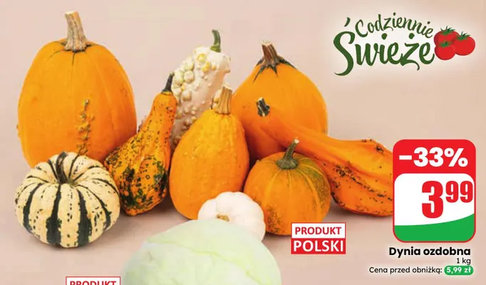 Dynia ozdobna promocja w Dino