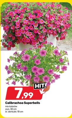 Calibrachoa Superbells mix kolorów wys. 30cm śr. doniczki 10cm promocja w Bricomarche