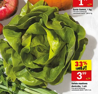 Sałata masłowa doniczka promocja w Twój Market