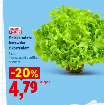 Sałata batawska polska z korzeniem promocja w Lidl