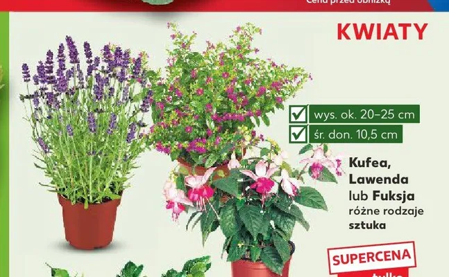 Lawenda promocja w Kaufland