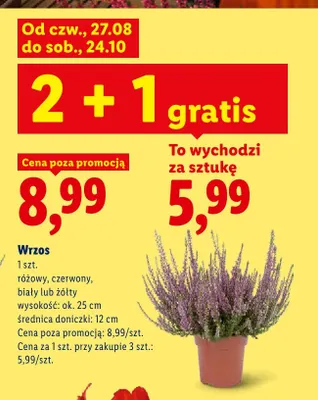 Wrzos różowy promocja w Lidl