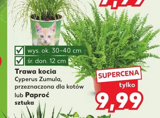 Paproć promocja w Kaufland