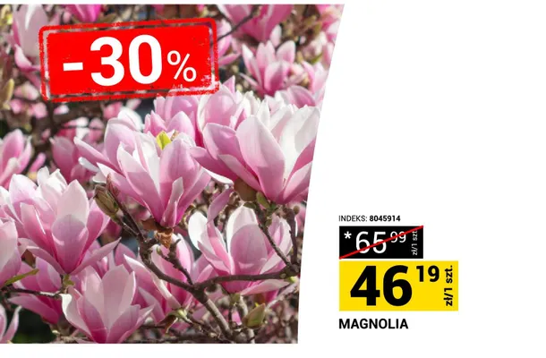Magnolia promocja w Merkury Market