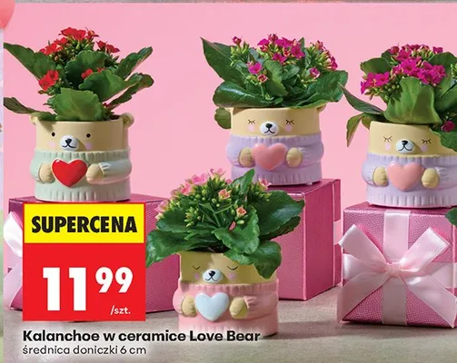 Kalanchoe w ceramice Love Bear promocja w Biedronka