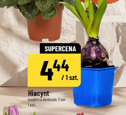 Hiacynt promocja w POLOmarket
