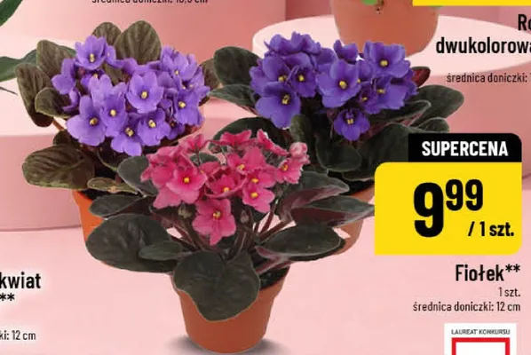 Fiołek promocja w POLOmarket