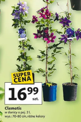 Clematis promocja w Auchan