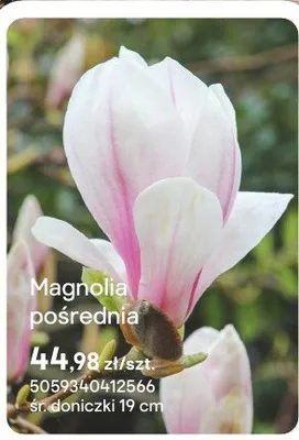 Magnolia pośrednia promocja w Castorama