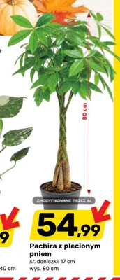 Pachira z plecionym pniem śr. doniczki 17 cm wys. 80 promocja w Bricomarche